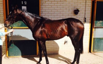 IL Presuntuoso disputará el premio ‘Velayos’