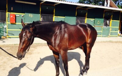 ‘Zambeze’, el nuevo 2 años debutará en San Sebastián