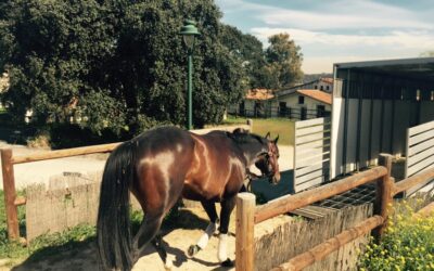 Rumbo a Chantilly, con un ojo en Madrid….