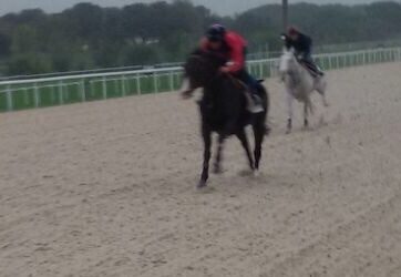 Valiant Blue, se pone como objetivo el ‘GP Antonio Blasco’