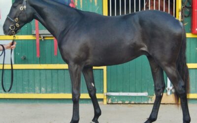 Parisien Blue, fue nuestra selección!!