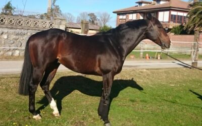 Valiant Blue comienza su andadura 2016